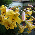 Лилия трубчатая Голден Сплендор