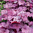 Гейхера гибридная Джорджия Плам Гейхера гибридная Джорджия Плам