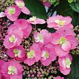 Гортензия пильчатая COTTON CANDY Гортензия пильчатая COTTON CANDY