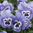 Виола (Фиалка, Анютины глазки) обыкновенная Аленушка F1