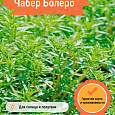 Чабер Болеро