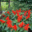 Сальвия сверкающая Скарлет