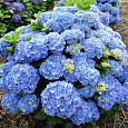 Гортензия крупнолистовая Бодензи Гортензия крупнолистовая Бодензи