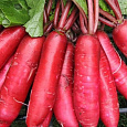 Редис Красный великан