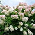 Гортензия древовидная Грандифлора