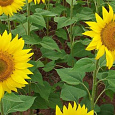 Подсолнечник однолетний Русский богатырь