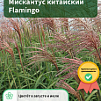 Мискантус китайский Flamingo