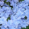 Гортензия крупнолистовая Романс Блю Гортензия крупнолистовая Романс Блю