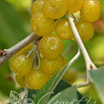 Лох зонтичный Pointilla Fortunella Лох зонтичный Pointilla Fortunella