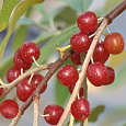 Лох зонтичный Pointilla Amoroso Лох зонтичный Pointilla Amoroso