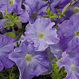 Петуния грандифлора Аладдин Голубая