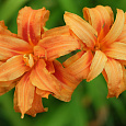 Лилейник гибридный Fulva Kwanso Лилейник гибридный Fulva Kwanso