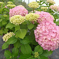 Гортензия крупнолистная Belle Seduction