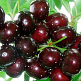 Черешня Подарок Степанову