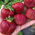 Земляника садовая Вивальди Земляника садовая Вивальди