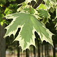 Клен остролистный Друммонди