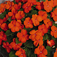 Бальзамин Лоллипоп Оранж