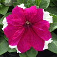 Петуния грандифлора Дримс Роуз Пикоти