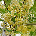 Лох зонтичный Pointilla Fortunella Лох зонтичный Pointilla Fortunella