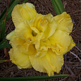 Лилейник гибридный Shamrock Double Lemon