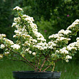 Спирея ниппонская Вайт Карпет