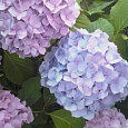 Гортензия крупнолистовая Ориджинал