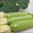 Кабачок Искандер F1