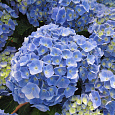 Гортензия крупнолистовая Бодензи Гортензия крупнолистовая Бодензи
