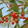Лох зонтичный Pointilla Amoroso Лох зонтичный Pointilla Amoroso