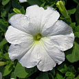Петуния грандифлора Дримс Вайт
