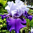 Ирис бородатый Бэст Бэт