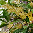 Лох зонтичный Pointilla Fortunella Лох зонтичный Pointilla Fortunella