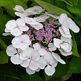 Гортензия крупнолистовая Либелла Гортензия крупнолистовая Либелла