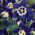 Аквилегия (Водосбор) голубая Spring Magic Navy And White