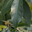 Лох зонтичный Pointilla Fortunella Лох зонтичный Pointilla Fortunella