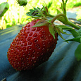 Земляника садовая Снежана