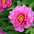 Пион ИТО Pink Double Dandy