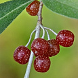 Лох зонтичный Pointilla Amoroso Лох зонтичный Pointilla Amoroso
