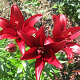 Лилия ЛА-гибрид Блэкберн