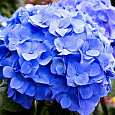 Гортензия крупнолистовая Бодензи Гортензия крупнолистовая Бодензи