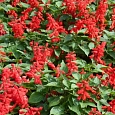 Сальвия сверкающая Дварф ред