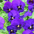 Виола крупноцветковая Матрикс Блю Блотч