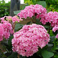 Гортензия крупнолистовая Романс Пинк Гортензия крупнолистовая Романс Пинк