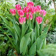 Тюльпан Розарио
