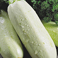 Кабачок Грибовские 37