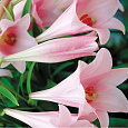 Лилия лонгифлорум Элегант Леди